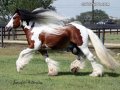 gypsy-vanner-stallion5875w.jpg